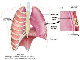 Pulmonary Aspergillosis